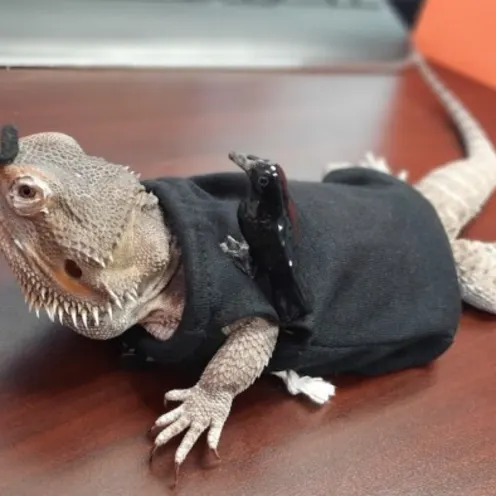 Reptile Wearing a Tiny T-Shirt